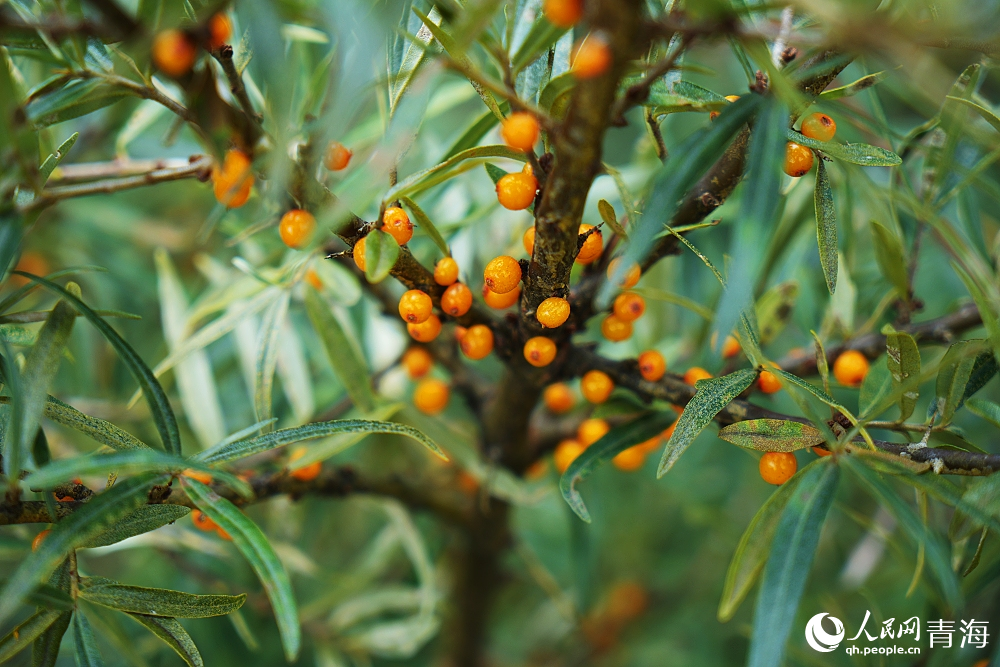 沙棘果熟了。人民網(wǎng) 陳明菊攝