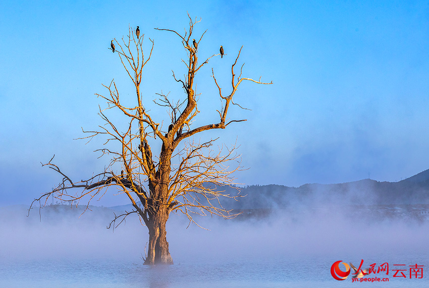 普通鸕鶿。李志剛攝