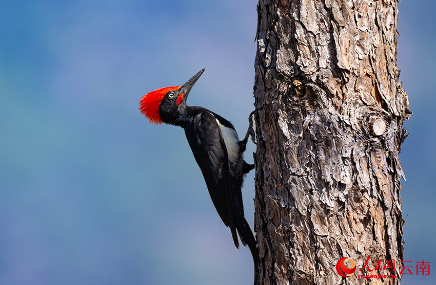 白腹黑啄木鳥。郎批攝