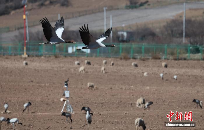 香格里拉納帕海候鳥云集