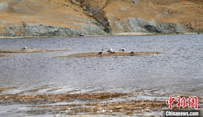圖為瑪旁雍錯濕地棲息的水鳥?！≮w朗 攝