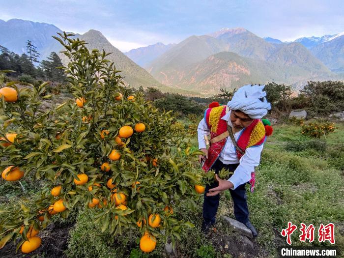林芝下察隅鎮(zhèn)京都村101畝耙耙柑豐收?！〗w波 攝