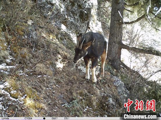 圖為相同位點(diǎn)記錄到的國(guó)家二級(jí)重點(diǎn)保護(hù)野生動(dòng)物—中華鬣羚?！≈袊?guó)科學(xué)院昆明動(dòng)物研究所提供