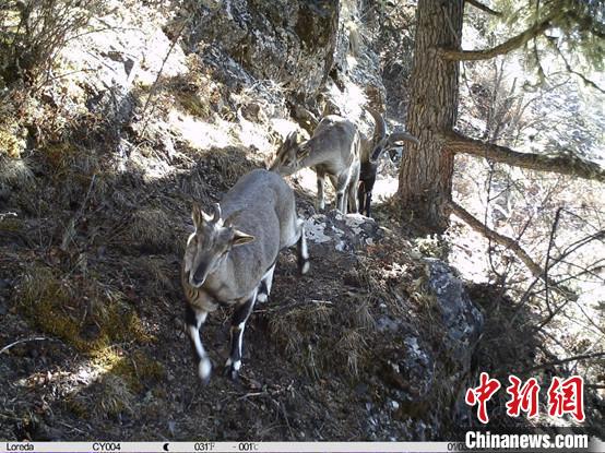 圖為相同位點(diǎn)記錄到的雪豹主要獵物—巖羊?！≈袊?guó)科學(xué)院昆明動(dòng)物研究所提供