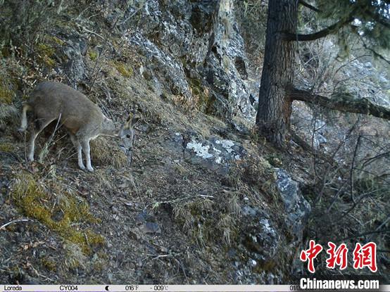 圖為相同位點(diǎn)記錄到的國(guó)家一級(jí)重點(diǎn)保護(hù)野生動(dòng)物—馬麝。　中國(guó)科學(xué)院昆明動(dòng)物研究所提供