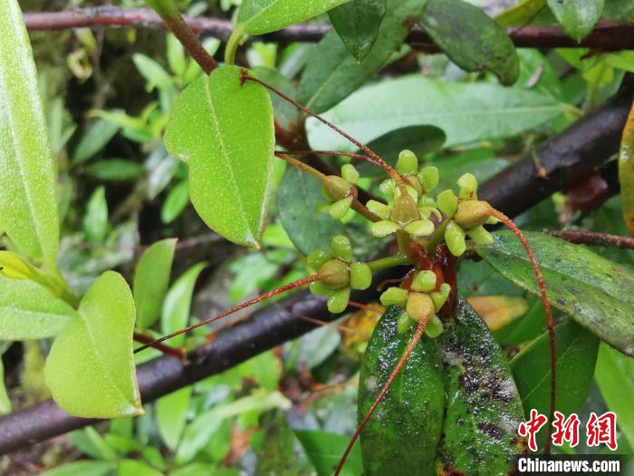 圖為折萼杜鵑果實圖?！≈锌圃豪ッ髦参镅芯克峁? oldsrc=