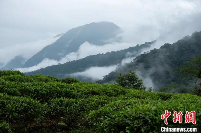 墨脫縣背崩鄉(xiāng)的高山茶場(chǎng)。