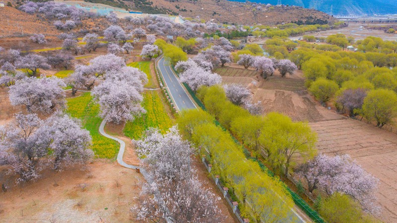 林芝桃花盛開。 張靜攝
