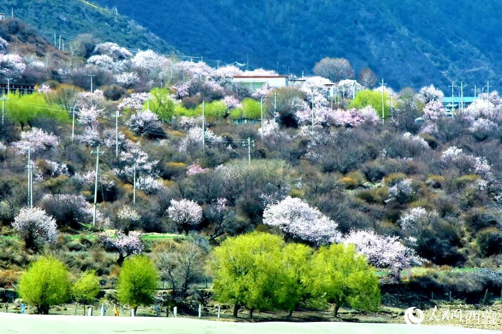 村莊掩映在桃花林中。人民網(wǎng) 李海霞攝