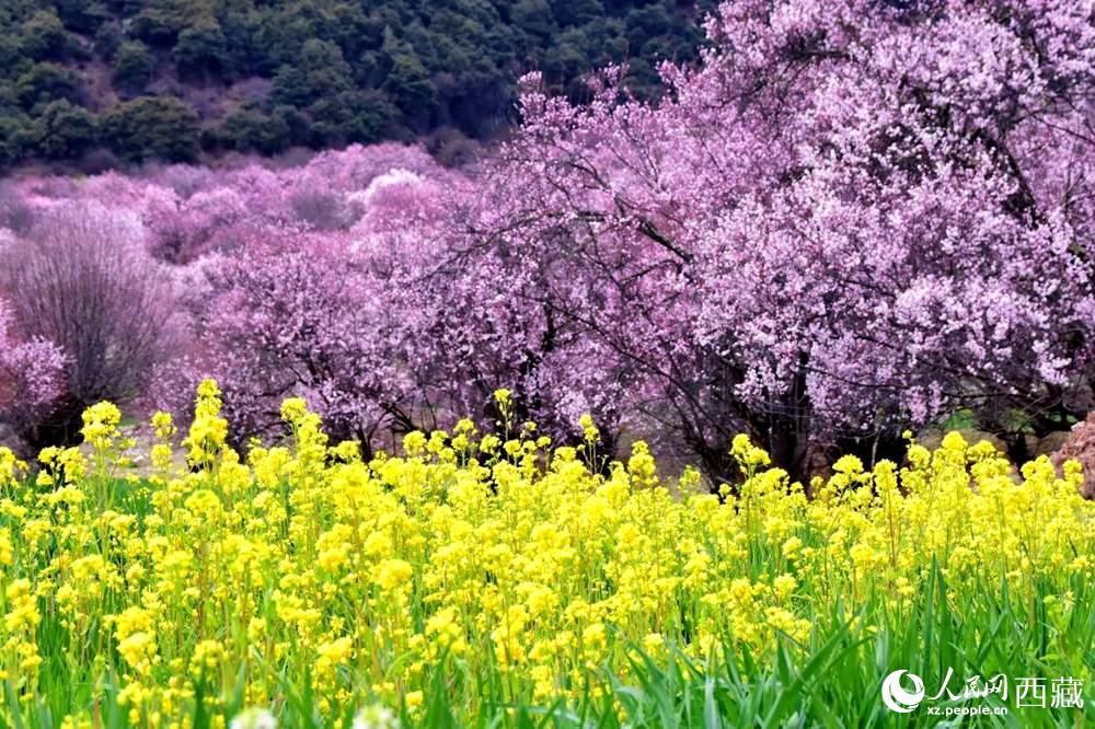 桃花與油菜花交相輝映。人民網(wǎng) 李海霞攝
