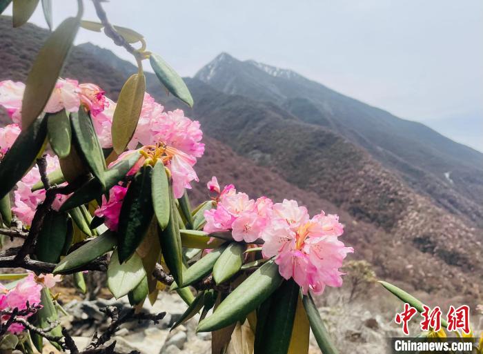 近日，西藏自治區(qū)山南市加查縣索囊溝的杜鵑花競相綻放?！∪轿木?攝