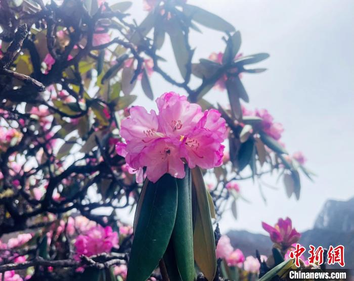 近日，西藏自治區(qū)山南市加查縣索囊溝的杜鵑花競相綻放?！∪轿木?攝