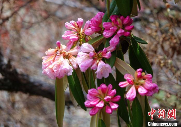 近日，西藏自治區(qū)山南市加查縣索囊溝的杜鵑花競相綻放?！∪轿木?攝