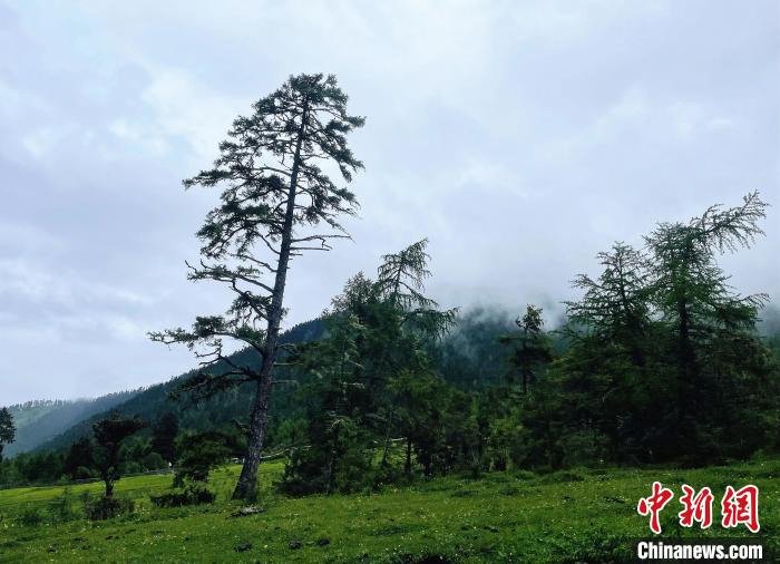 6月10日，魯朗小鎮(zhèn)高山牧場(chǎng)景區(qū)風(fēng)光?！∪轿木?攝