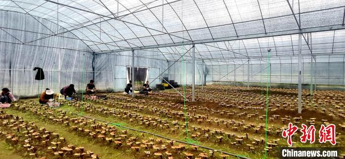 圖為紅太陽科技示范家庭農(nóng)場組織民眾采收靈芝?！∑酱胪喙﹫D