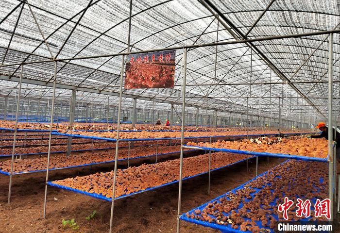 圖為紅太陽科技示范家庭農(nóng)場采收的靈芝。　平措旺青供圖