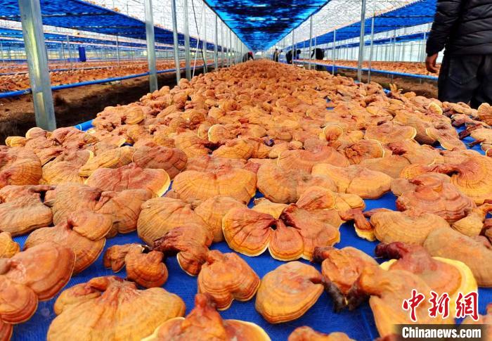 圖為紅太陽科技示范家庭農(nóng)場采收的靈芝。　平措旺青供圖