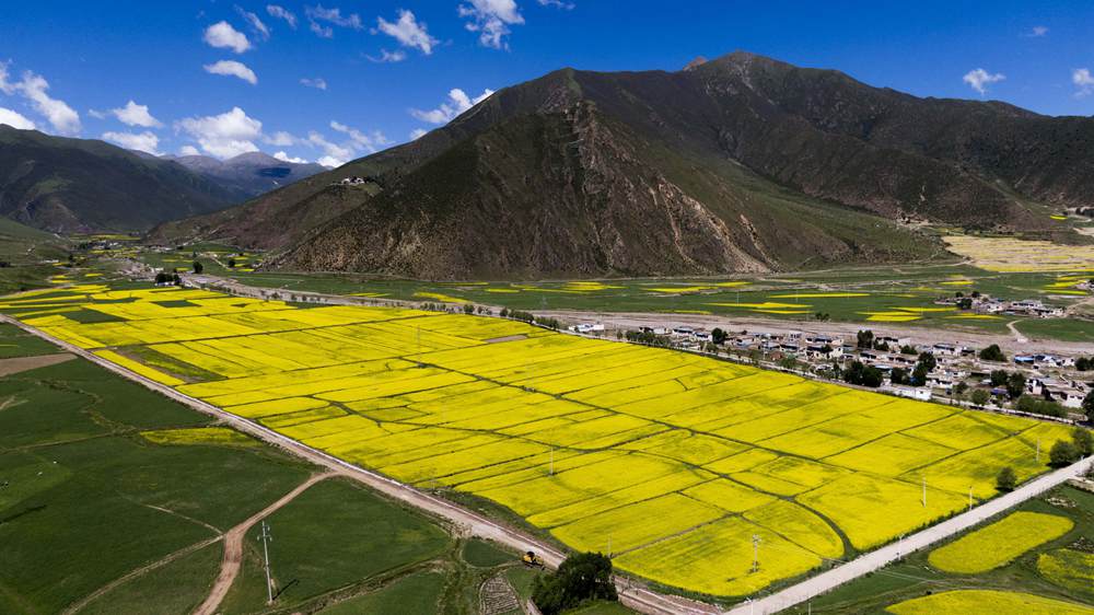 西藏墨竹工卡縣油菜農(nóng)田。