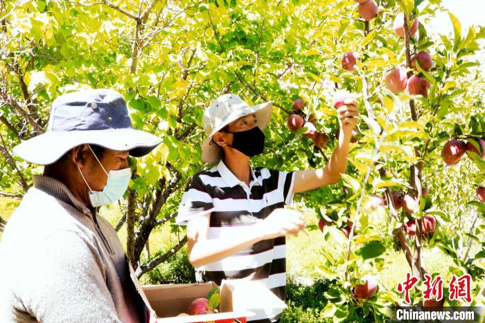 圖為西藏阿里札達(dá)縣底雅鄉(xiāng)村民在自家果園采摘果實(shí)?！“⑼?攝
