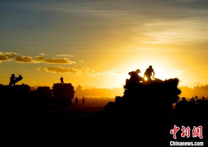 圖為夕陽(yáng)下農(nóng)民正在收割青稞?！∪湛t文聯(lián)供圖