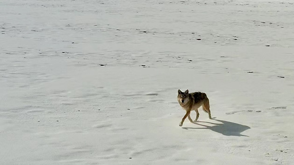 雪地里的阿里“狼”。