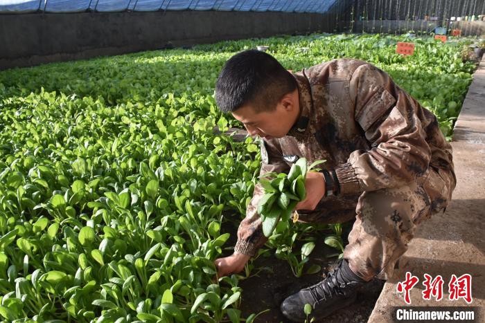 圖為阿里軍分區(qū)某邊防團(tuán)官兵在溫室摘菜。　陳嘯岳 攝