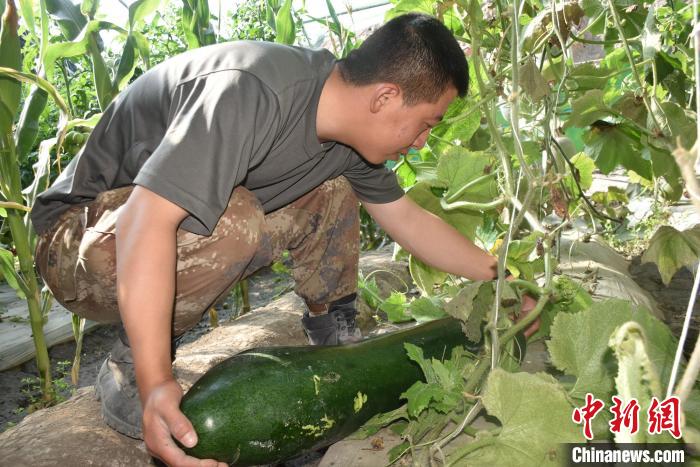 圖為阿里軍分區(qū)某邊防團(tuán)官兵在溫室摘菜?！￡悋[岳 攝