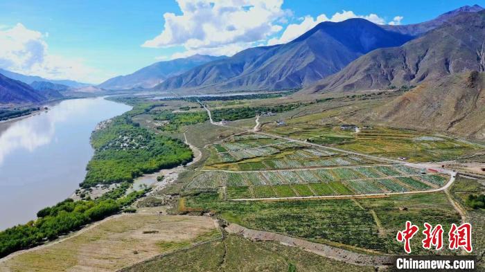 圖為桑日縣葡萄種植基地?！∩侥仙Ｈ湛h委宣傳部提供
