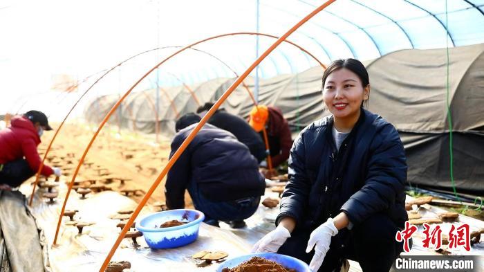 圖為農(nóng)民采收靈芝孢子粉。　鄧巴 攝