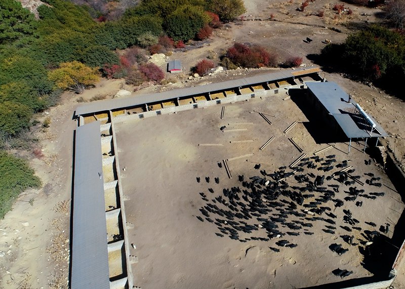 麥村藏香豬養(yǎng)殖基地。