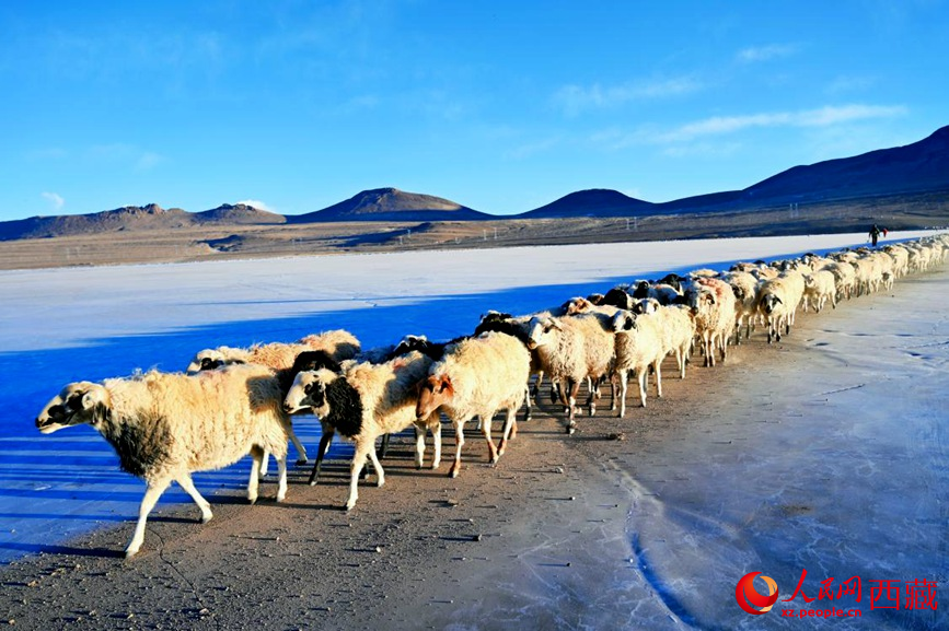 羊群排著隊(duì)穿過普莫雍錯(cuò)。 人民網(wǎng) 李海霞攝