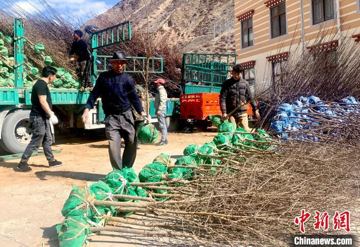 民眾搬運(yùn)苗木?！〔际忻⒖悼h委宣傳部供圖