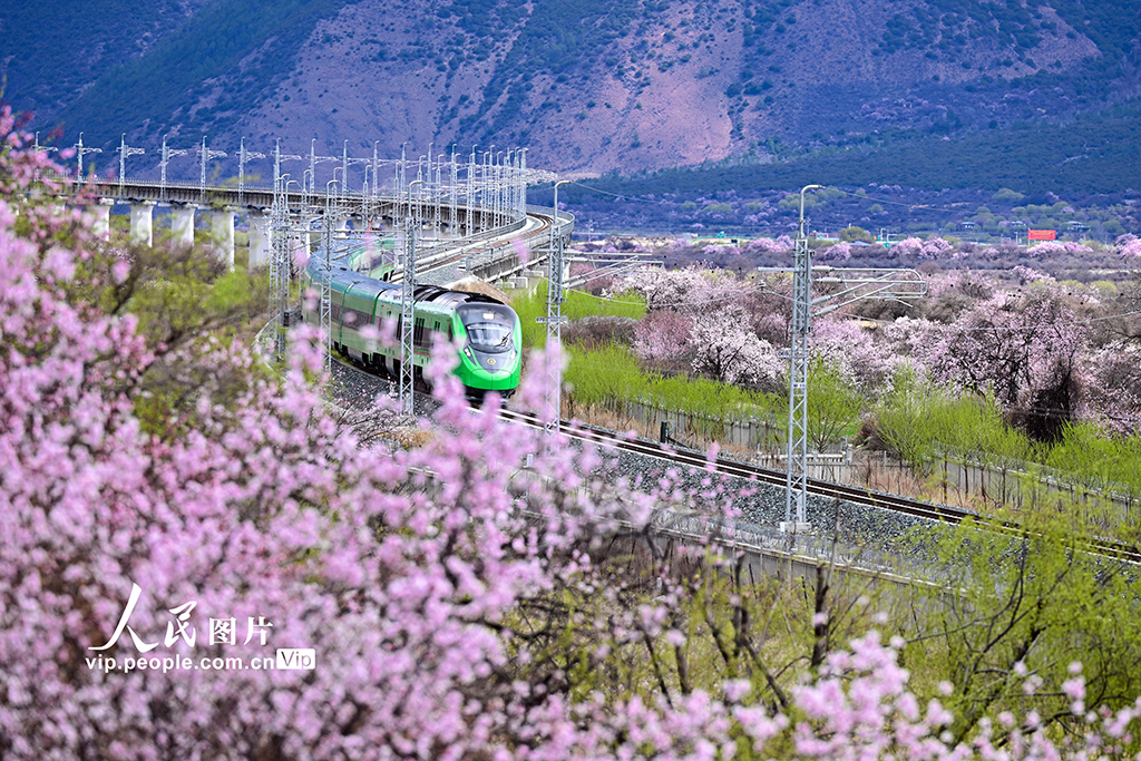 西藏林芝：雪域高原列車穿越花?！?】
