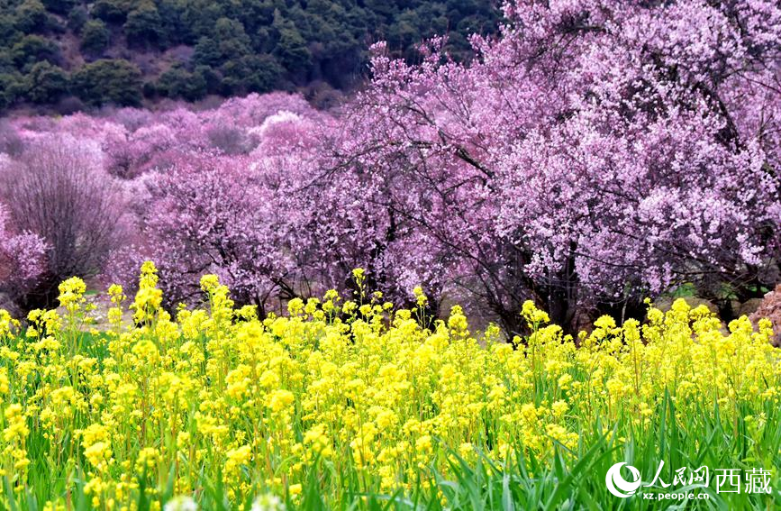 桃花與油菜花勾勒出別樣風(fēng)景。 人民網(wǎng) 李海霞攝