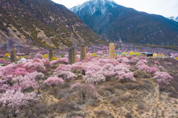 人間桃花源！林芝桃花有多絕？