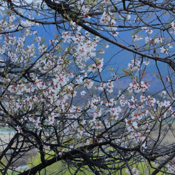 人間桃花源！林芝桃花有多絕？