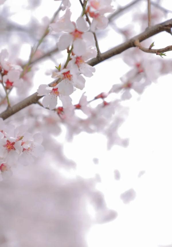 人間桃花源！林芝桃花有多絕？