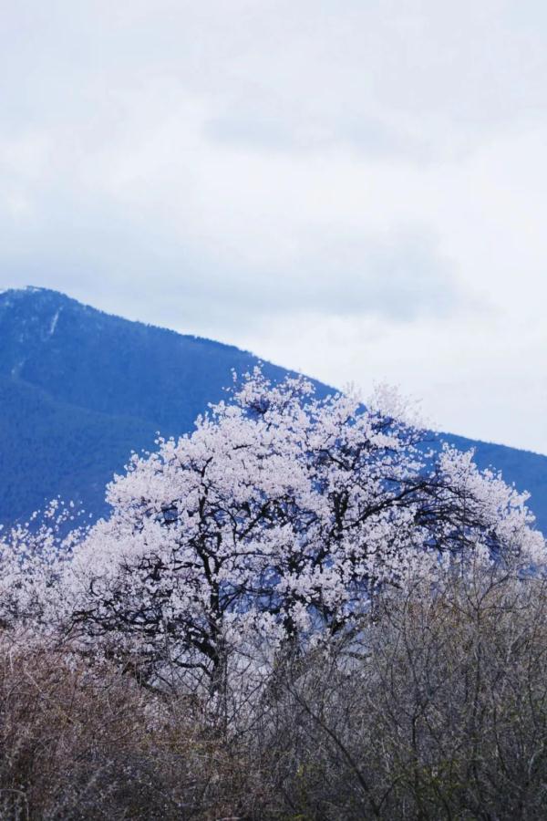 人間桃花源！林芝桃花有多絕？