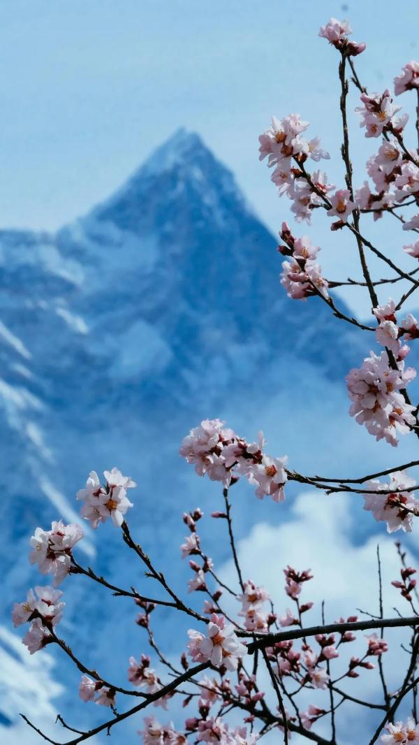 人間桃花源！林芝桃花有多絕？