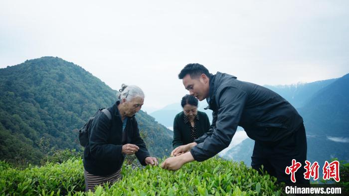 圖為銀發(fā)旅游體驗團兩位老人體驗采茶?！∥鞑貙ｍ椔糜螀f(xié)會供圖