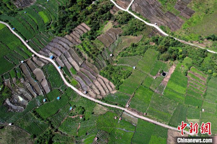 圖為西藏林芝市墨脫縣城附近的茶田。(無(wú)人機(jī)照片) 李林 攝