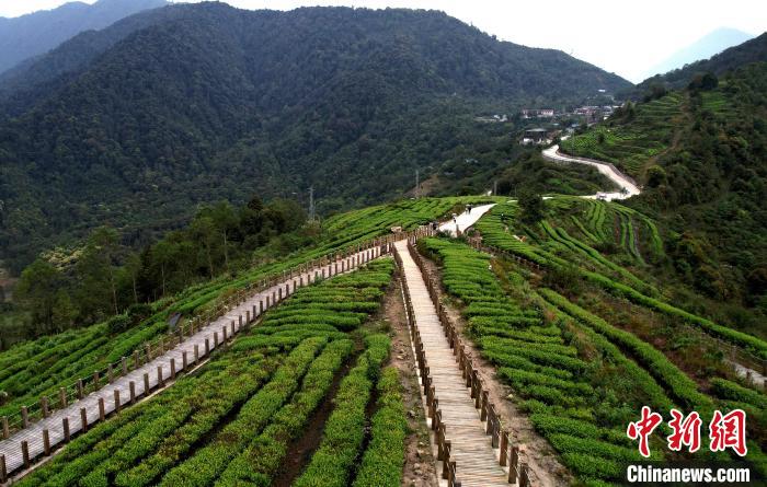 圖為西藏林芝市墨脫縣背崩鄉(xiāng)格林村山頂?shù)木坝^(guān)茶園。(無(wú)人機(jī)照片) 李林 攝