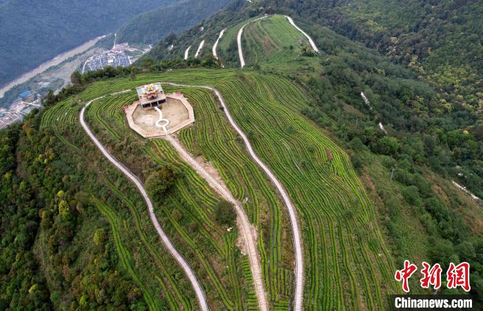圖為西藏林芝市墨脫縣背崩鄉(xiāng)格林村山頂?shù)木坝^(guān)茶園。(無(wú)人機(jī)照片) 李林 攝