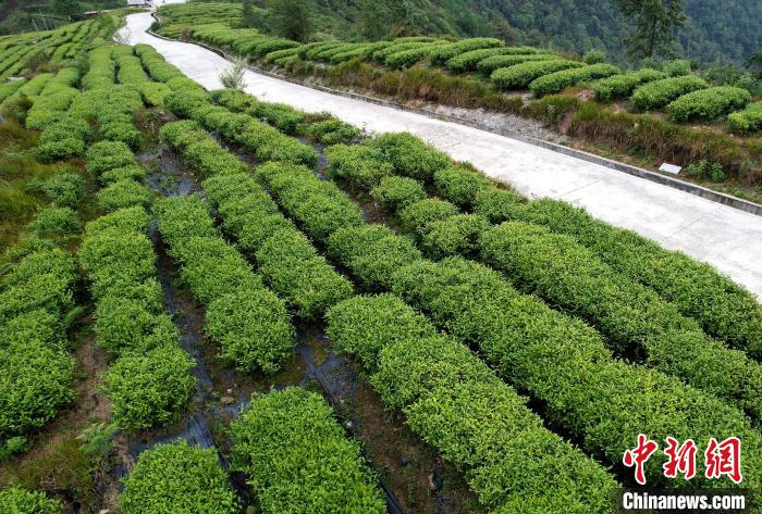 圖為西藏林芝市墨脫縣背崩鄉(xiāng)格林村山頂?shù)木坝^(guān)茶園。(無(wú)人機(jī)照片) 李林 攝