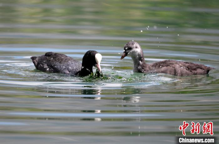 圖為6月22日，棲息在拉魯濕地內(nèi)的古頂雞?！±盍?攝