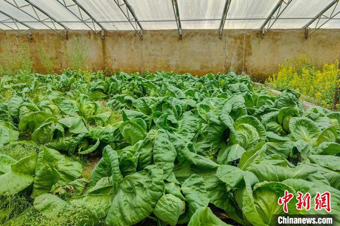 公珠湖執(zhí)勤點的大棚蔬菜，種菜是該執(zhí)勤點輪換民警們的日常?！↓埿▲P 攝