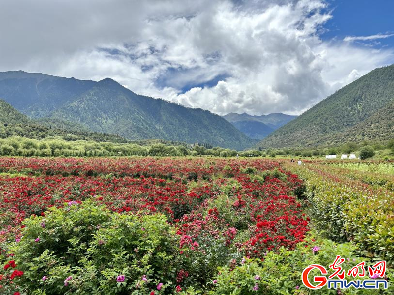 我們的家園丨工布花谷：高原花開香飄全國，產(chǎn)業(yè)經(jīng)濟增收致富