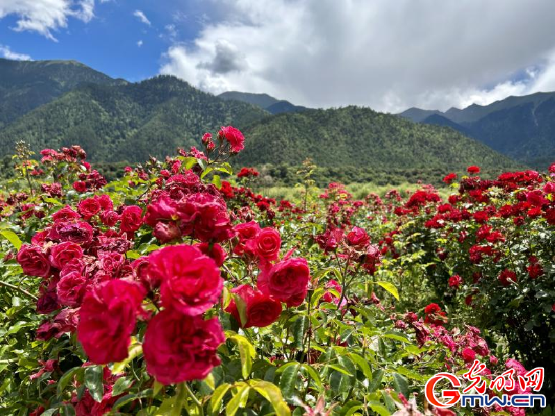 我們的家園丨工布花谷：高原花開香飄全國，產(chǎn)業(yè)經(jīng)濟增收致富