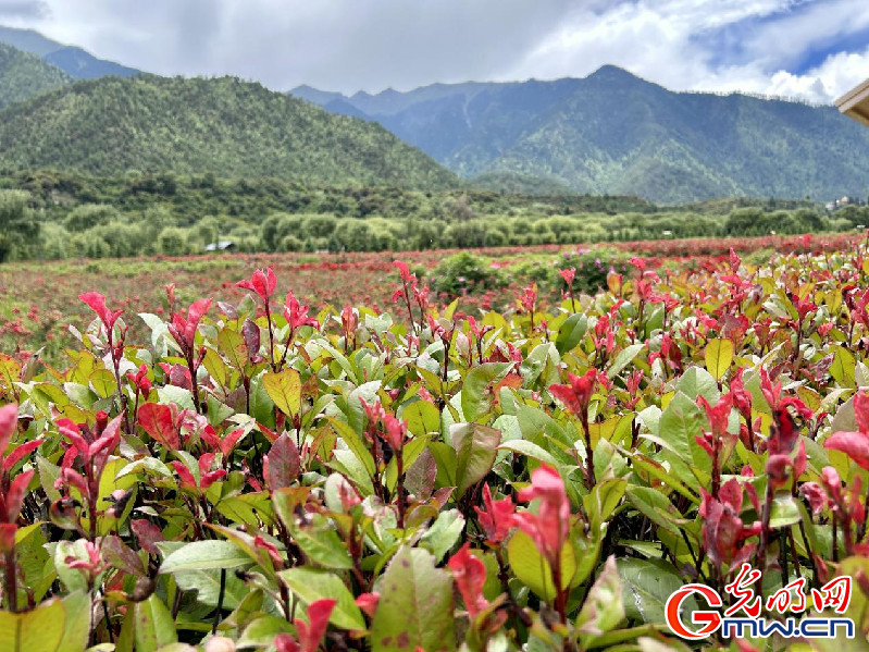 我們的家園丨【組圖】 綠水青山入畫，“金山銀山”筑起