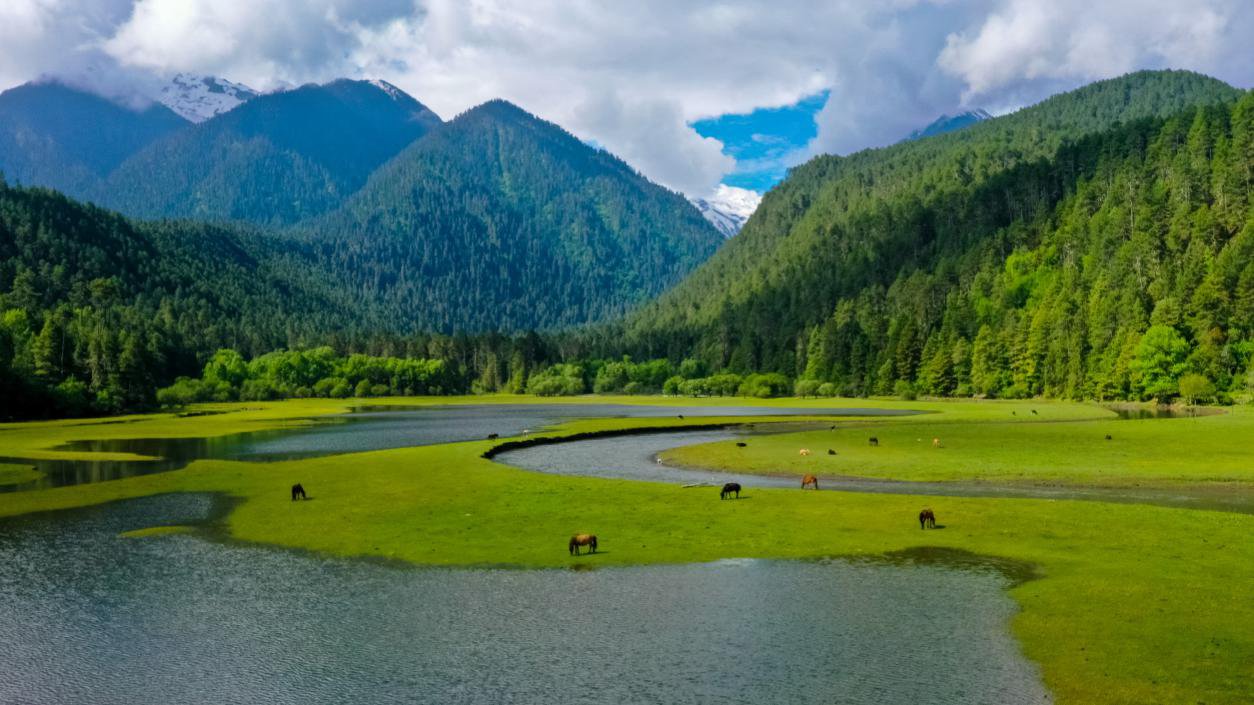 中國最美十大森林之一崗云杉林。西藏自治區(qū)旅發(fā)廳供圖